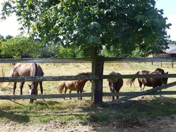 Plusieurs poneys de taille différente, adaptés à l'apprentissage de l'équitation à partir de 2 ans et demi - monitrice diplômée BPJEPS 